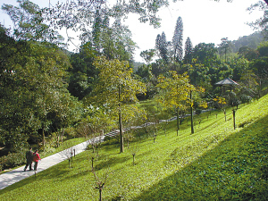 山東園林綠化公司/聊城園林綠化公司/山東苗木基地/聊城苗木基地-山東園林綠化,聊城園林綠化,聊城綠化工程-產品頻道-金泉網