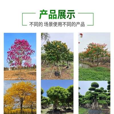 彩葉觀賞植物 精品造型日本羽毛楓 景區園林綠化工程用樹